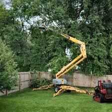 Best Tree Cabling and Bracing  in Bellefonte, DE